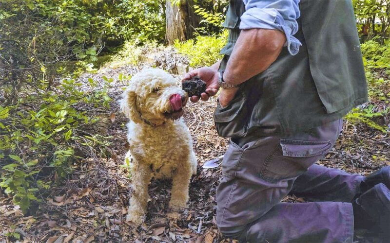 trequanda-tuscan-truffle-hunting-experience-with-lunch
