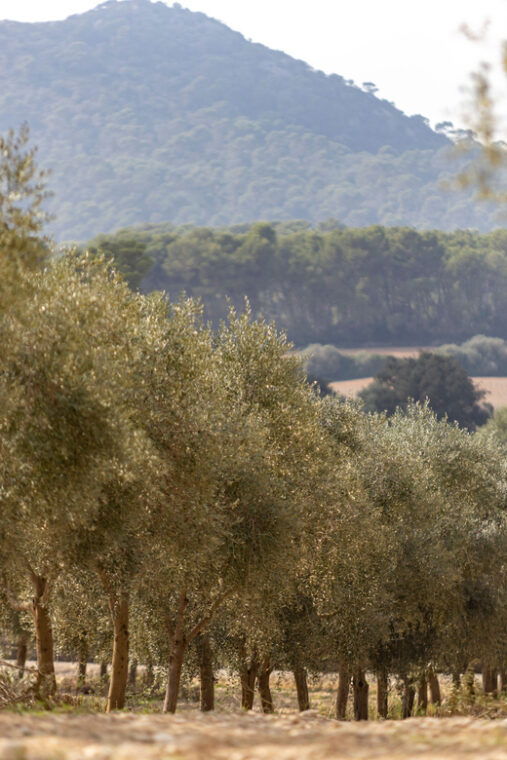 treurer-mediterranean-barbecue-night