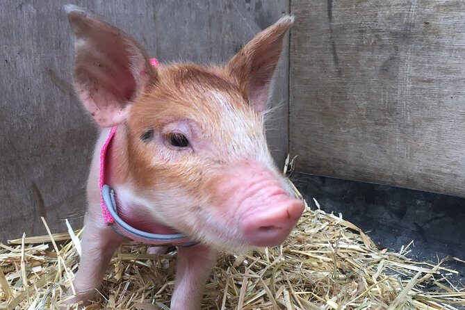 Trevena Glen 1hr Animal Tour - Key Points