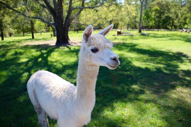 Trevena Glen 1hr Animal Tour - Who Will Love This Experience?
