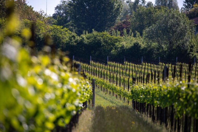 treviso-neighborhood-tenute-tomasella-wine-experience