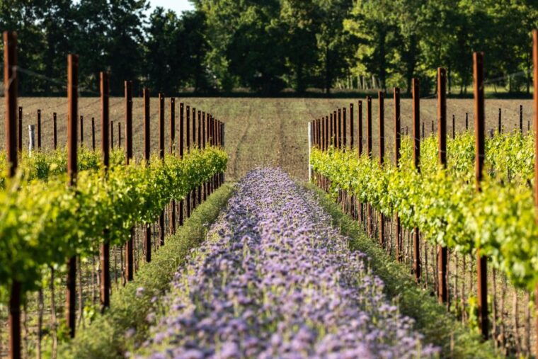 treviso-neighborhood-tenute-tomasella-wine-experience