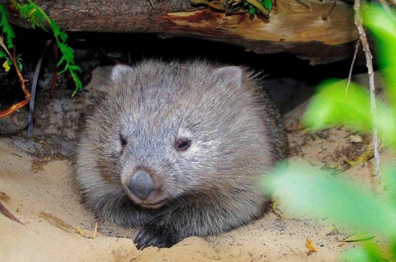 Triabunna: Maria Island and Ile Des Phoques Day Trip by Boat - Who Will Love This Experience?