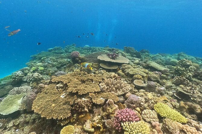 trial-boat-dive-1-dive-at-nakijin-motobu-okinawa
