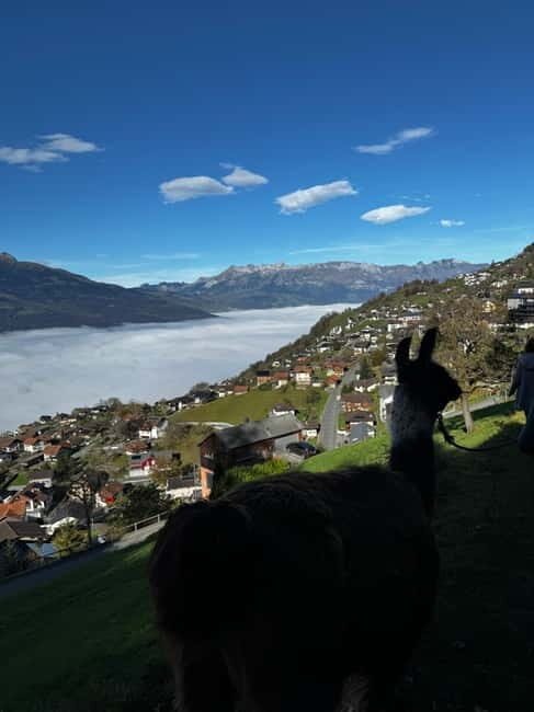Triesenberg: Llama hike with a delicious BBQ in the middle of the forest - Triesenberg: Llama Hike with a Delicious BBQ in the Middle of the Forest