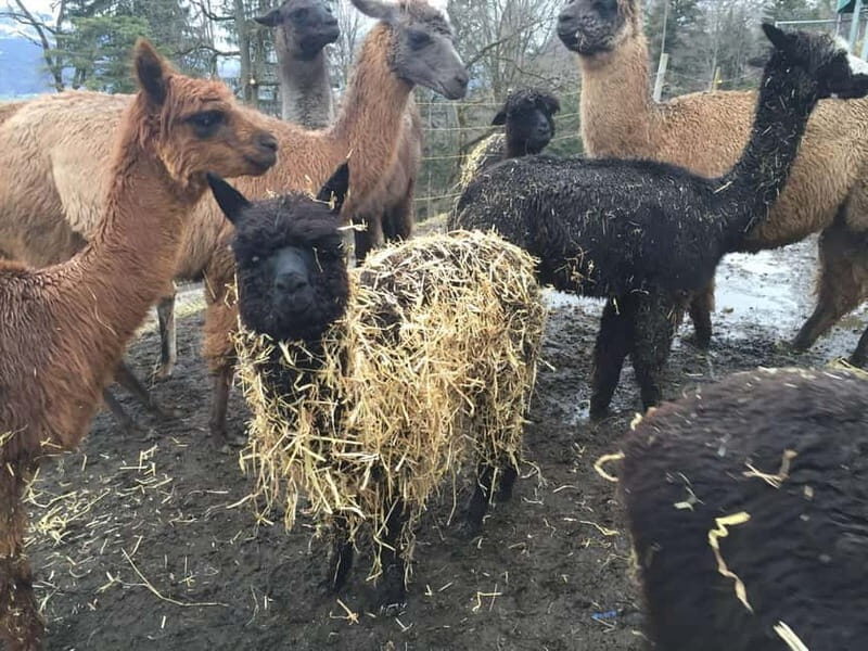 Triesenberg: Private hike with our llamas - Why Choose This Llama Hike?