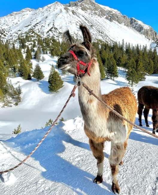 Triesenberg: Private hike with our llamas - The Itinerary: What to Expect