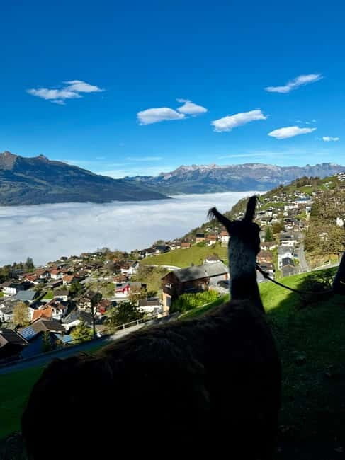 Triesenberg: Private hike with our llamas - Why It’s a Great Choice