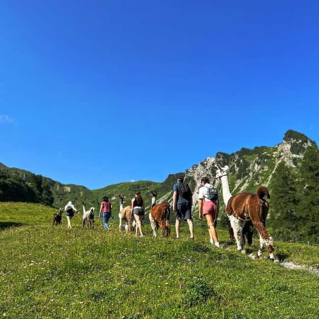 Triesenberg: Walk with Llamas in the Mountains - An In-Depth Look at the Experience