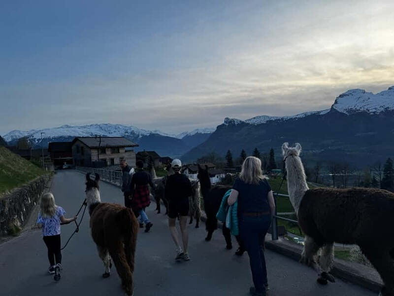 Triesenberg: Walk with Llamas in the Mountains - The Sum Up: Why You Should Consider This Tour