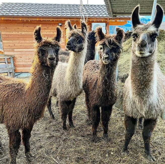 Triesenberg: Walk with Llamas in the Mountains - FAQ