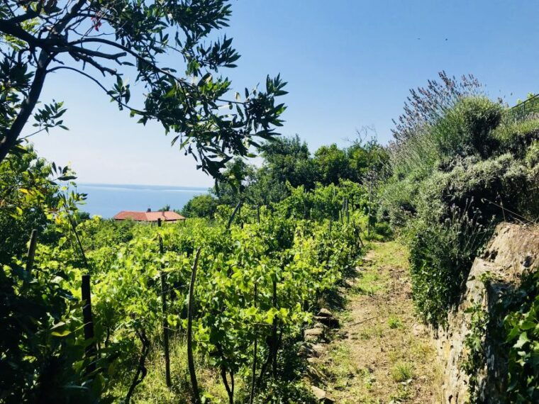 trieste-2-5-hour-prosecco-origins-tour-and-tastings
