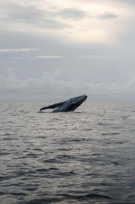 Trincomalee: All Inclusive Whale&Dolphin Watching Boat Tour - Who This Tour Is Best For