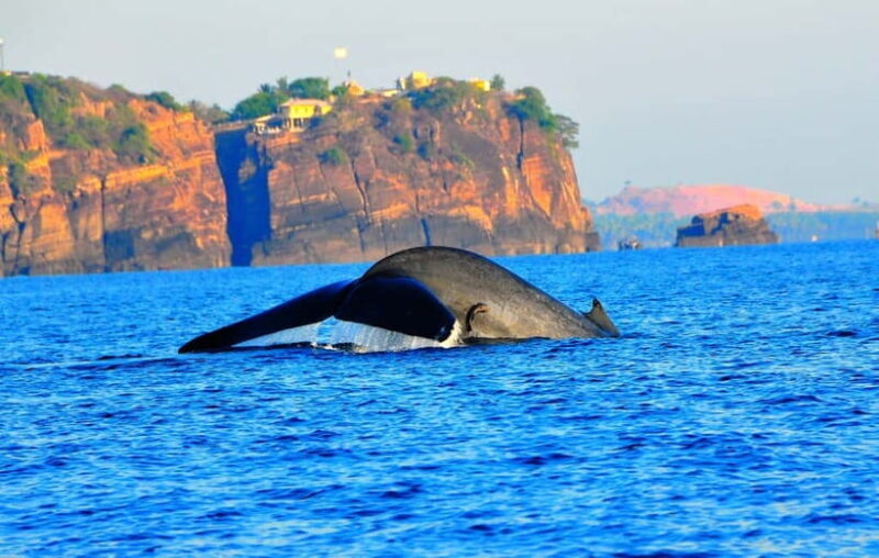 Trincomalee: Dolphin & Whale Watching Boat Tour - Key Points