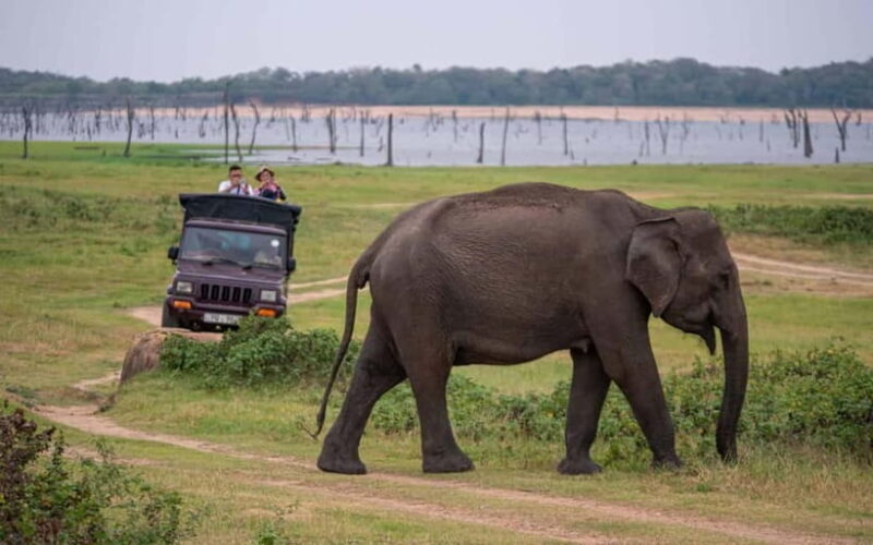 Trincomalee to Sigiriya:Rural Village Tour & Elephant Safari - Key Points