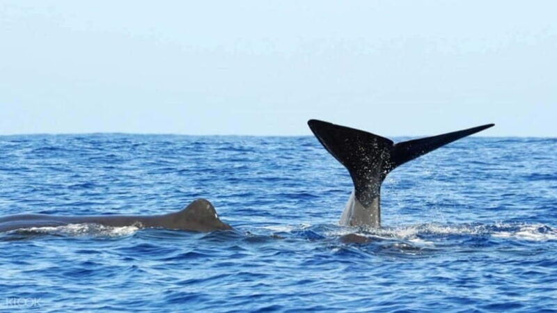 trincomalee-whale-and-dolphin-watching-tour