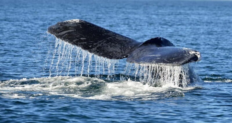 Trincomalee: Whale & Dolphin Safari Tour with Expert Guides - An Authentic Marine Encounter in Trincomalee