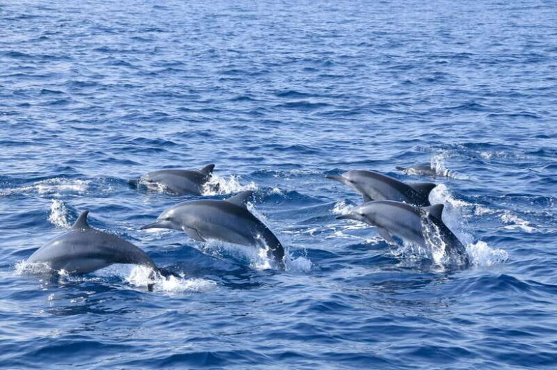 Trincomalee: Whale & Dolphin Safari Tour with Expert Guides - The Experience from the Traveler’s Perspective