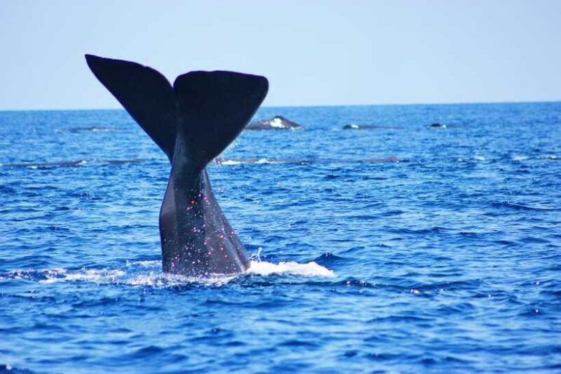 Trincomalee: Whale & Dolphin Safari Tour with Expert Guides - Who Will Love This Tour?