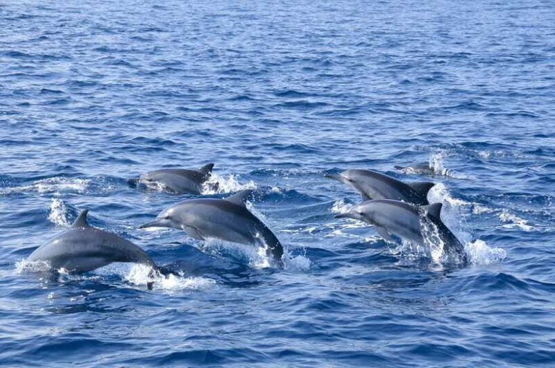 Trincomalee: Whale & Dolphin Safari Tour with Expert Guides - Final Thoughts