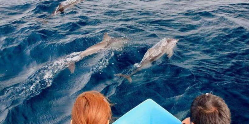 trincomalee-whales-dolphin-watching-tours