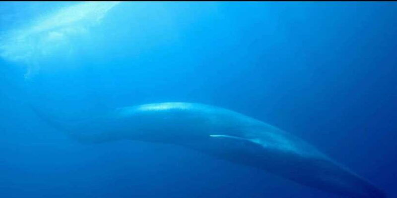 trincomalee-whales-dolphin-watching-tours