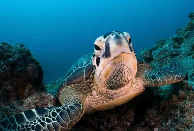 Triolet: Submarine Dive with Hotel Transfers - Authentic Insights from Reviewers