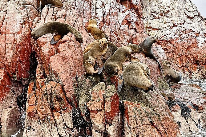 trip-and-tour-to-paracas-huacachina-and-winegrowers