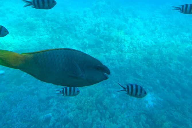 Trip on a glass bottom boat from Hurghada - The Experience: What to Expect on the Glass Bottom Boat Tour