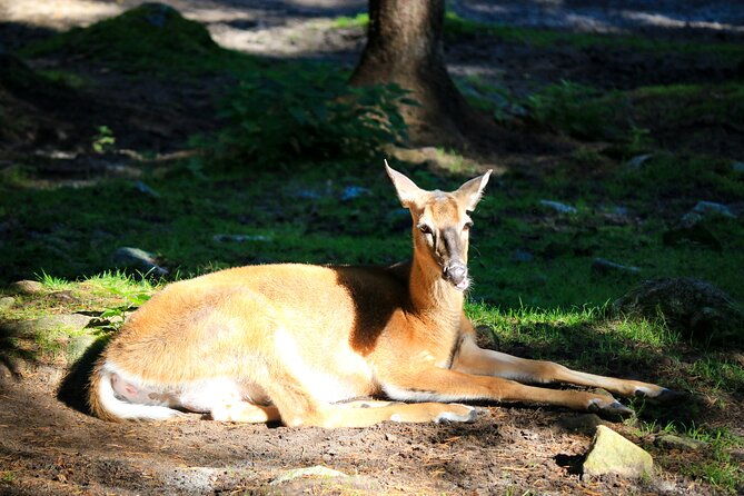 trip-to-ranua-wildlife-park