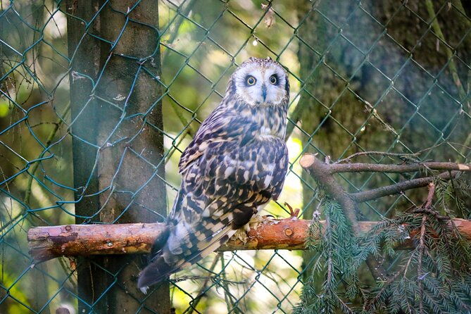 trip-to-ranua-wildlife-park