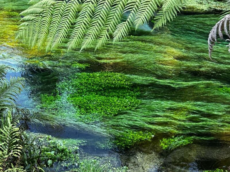 TRIPLE DEAL Wai-O-Tapu, Redwood & Blue Spring from Auckland - Authentic Insights from Reviews