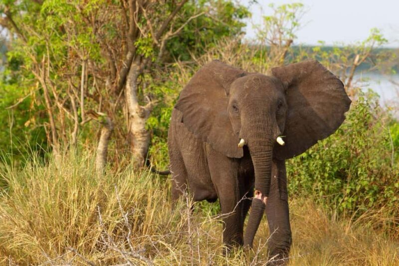trips to Murchison falls gorillas/jinja /Serengeti /massia - Who Will Benefit Most from This Tour?