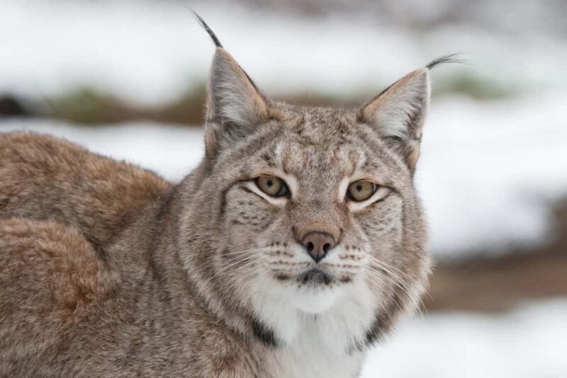 Tripsdrill Wildlife Park: Admission Ticket - Key Points