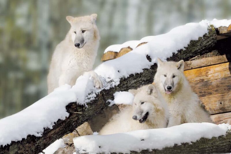 Tripsdrill Wildlife Park: Admission Ticket - Animal Encounters and Demonstrations