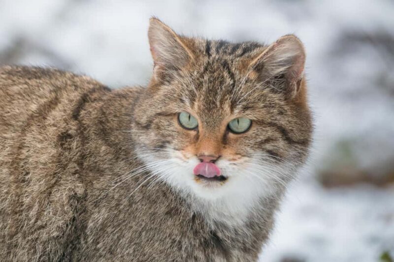 Tripsdrill Wildlife Park: Admission Ticket - The Sum Up