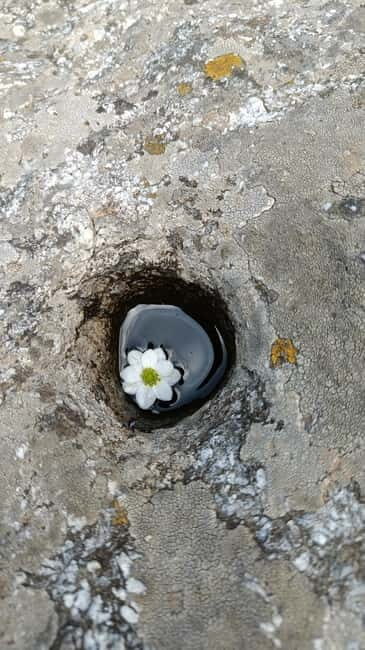 Triund Day hike | Alt 2870 Mtr - FAQ