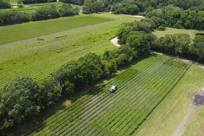 trolley-tour-in-wadmalaw-island-of-south-carolina