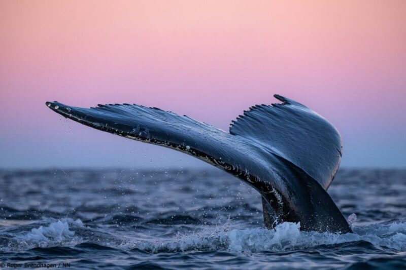 Tromsø: 24hr Northern Lights & Whale Watching Cruise - Who Would Love This Tour?