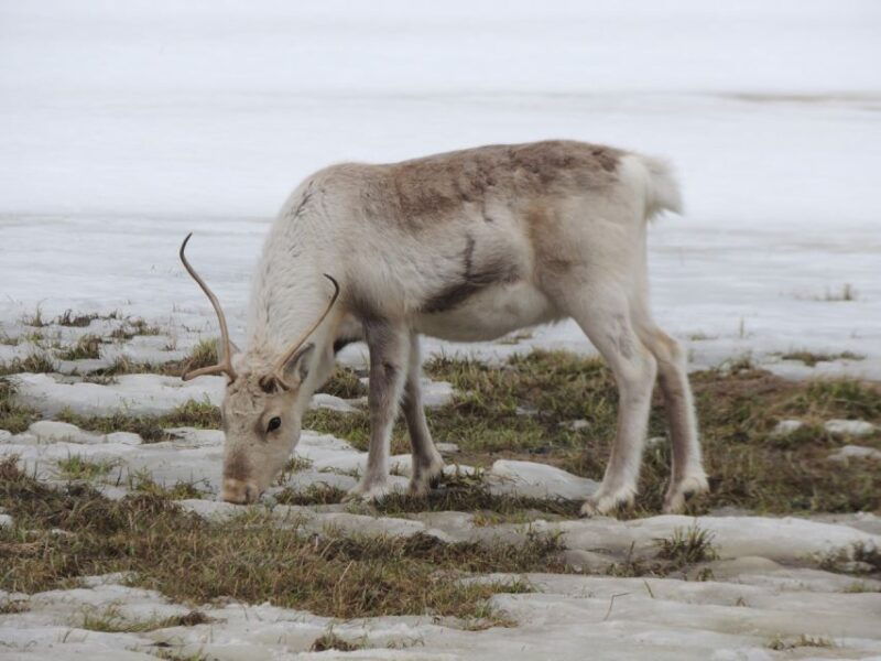tromso-all-inclusive-arctic-fjords-and-sommaroy-scenic-tour