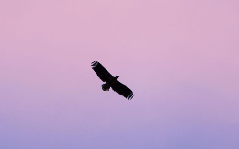 tromso-arctic-fjord-cruise-in-polar-landscapes