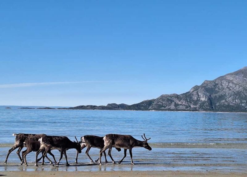 Tromso: Arctic Fjord & Nature Tour - Real Traveler Insights