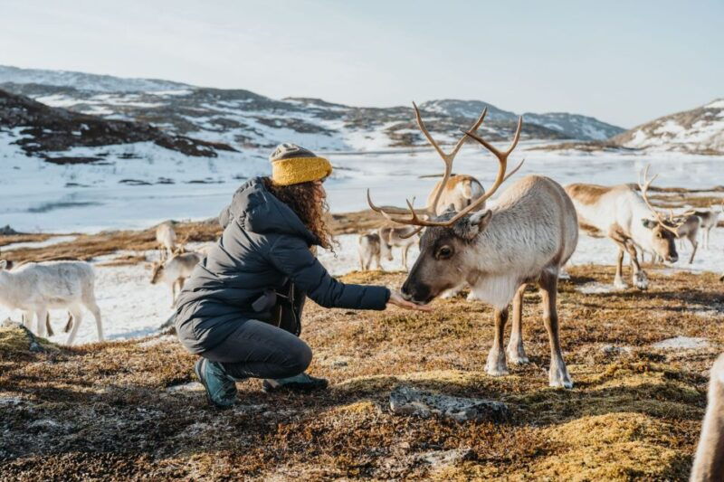 tromso-arctic-fjords-and-reindeer-experience