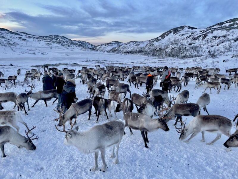 tromso-arctic-fjords-and-reindeer-experience