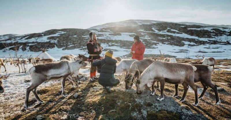 tromso-arctic-fjords-and-reindeer-experience