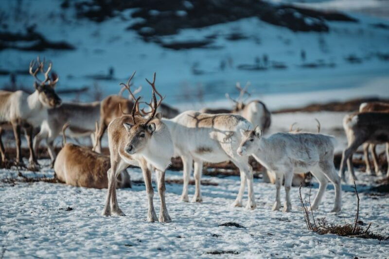 tromso-arctic-fjords-and-reindeer-experience