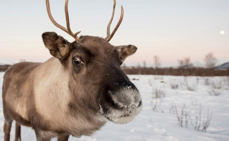 tromso-arctic-sightseeing-tour