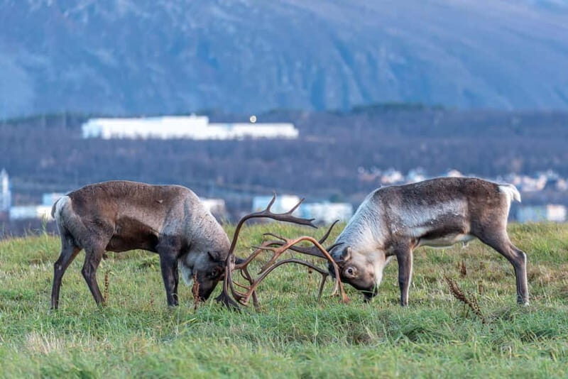 Tromsø: Arctic Snowshoeing Experience - Who this Tour Suits Best