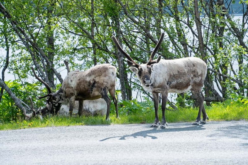 Tromsø: Artic Fjord tour - First Impressions: Why This Tour Catches Our Eye  