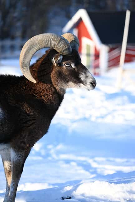 Tromsø: Cosy Farm Visit with a Chance of Northen Lights - Key Points